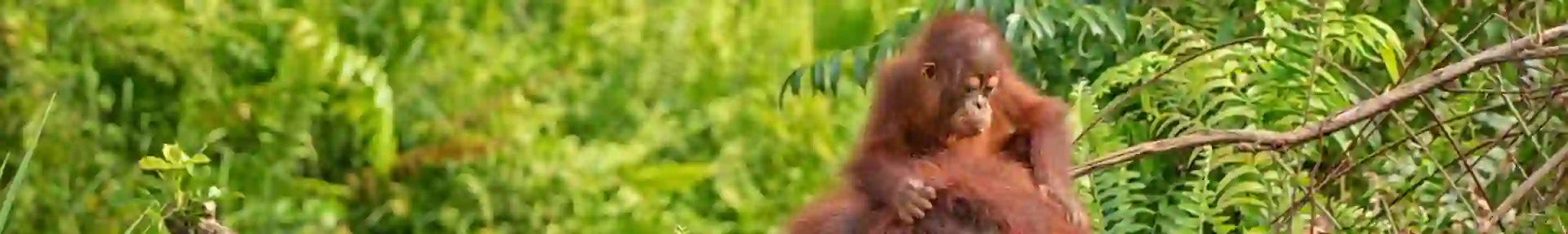 Shutterstock 1122654077 Female Orangutan With Baby