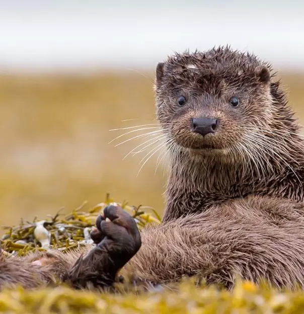 Otter sat up looking into the camera 