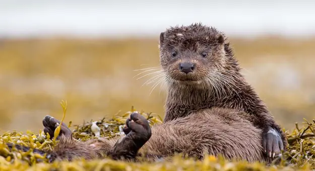 Otter sat up looking into the camera