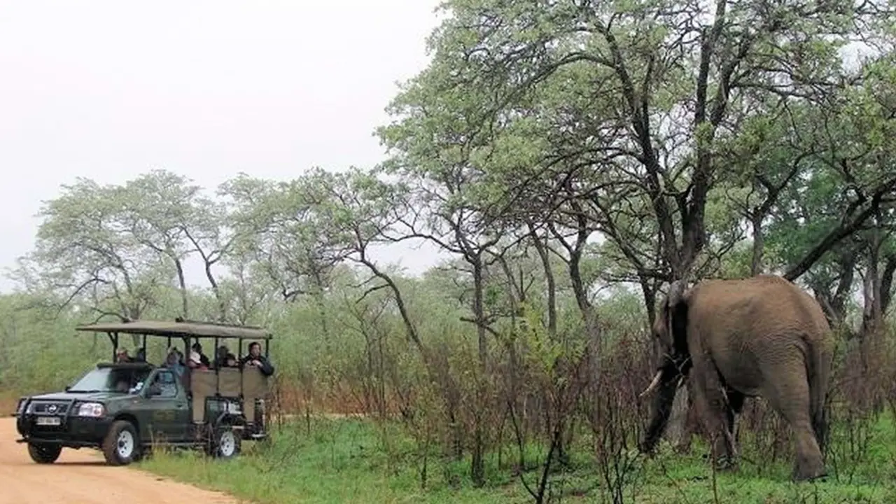 Kruger Park Safaris 40