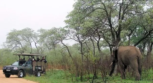 Game Drive, Kruger National Park