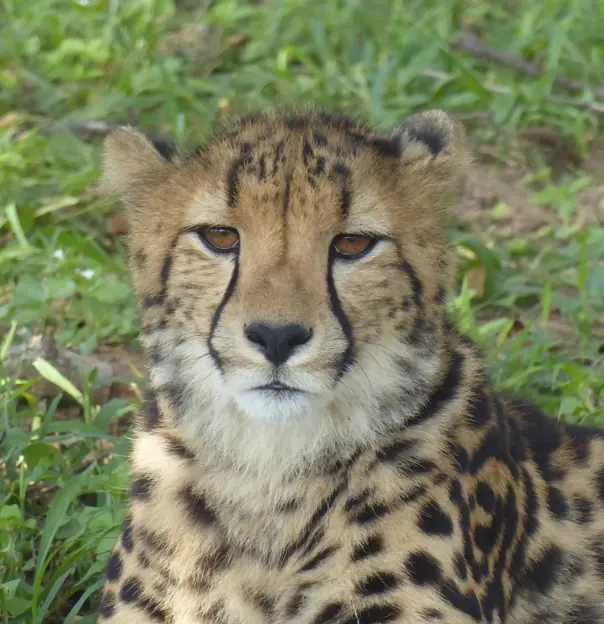 Cheetah Rehab Centre