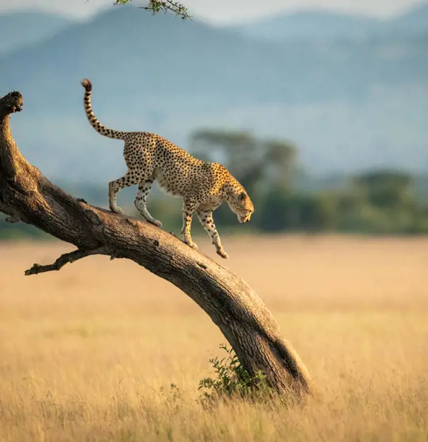 Cheetah, Tanzania