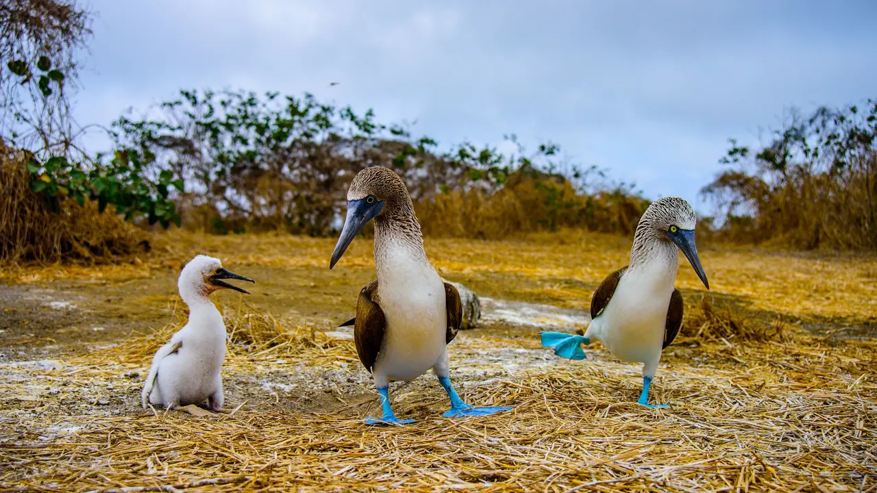 Blue Footed Booby