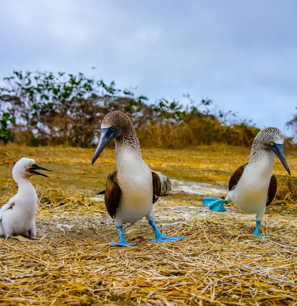 Blue footed booby, Galápagos Islands