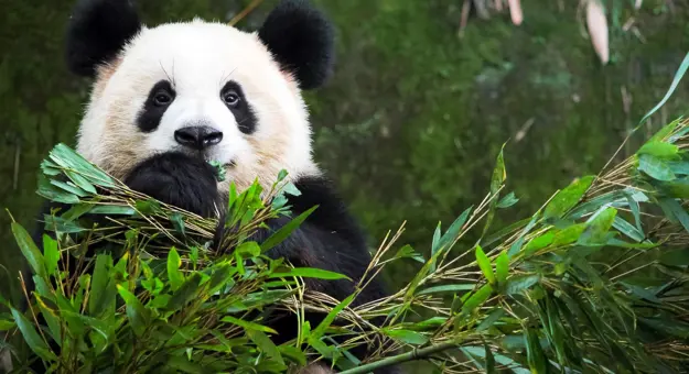 A giant panda surrounded by bamboo, holding and eating the bamboo leaves in Chengdu, China