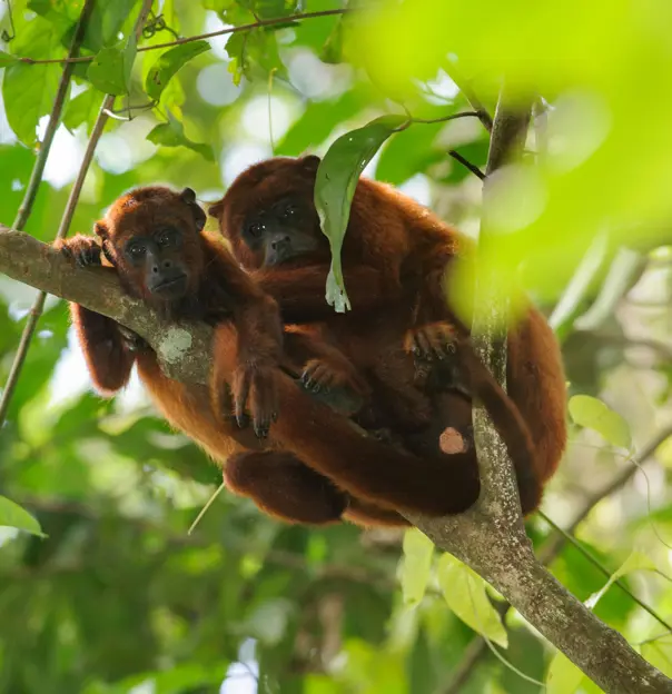 Red howler monkey, Tambopata National Reserve
