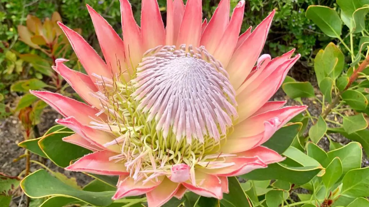 King Protea flower, Garden Route