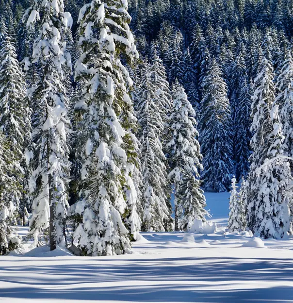 Winter scene, Bavarian Forest, Germany
