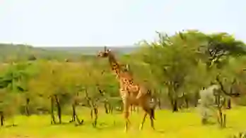 Image of Giraffe Standing in Kenyan National Park