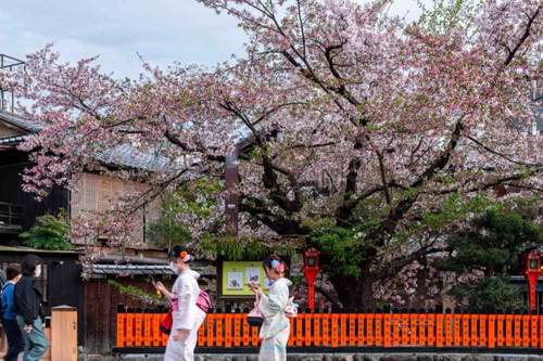 Stroll through the Gion district