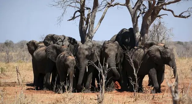 Elephants In Chobe National Park Botswana