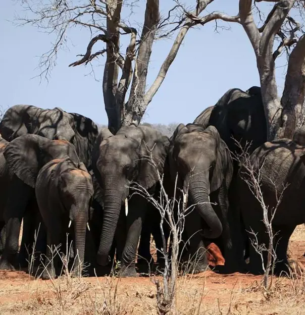 Elephants In Chobe National Park Botswana