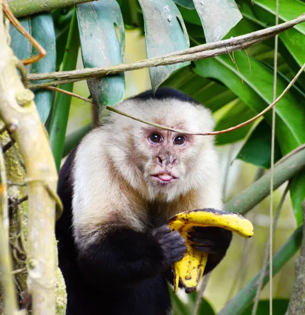 Monkey in Costa Rica 