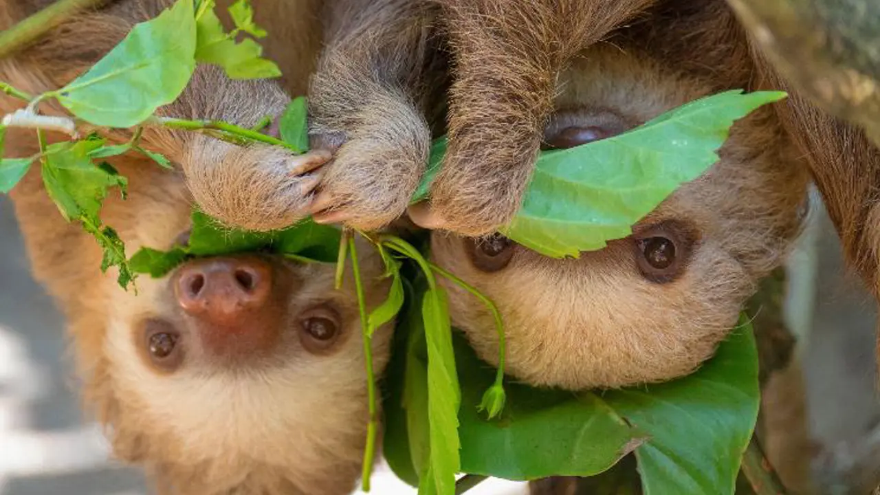 Sloths