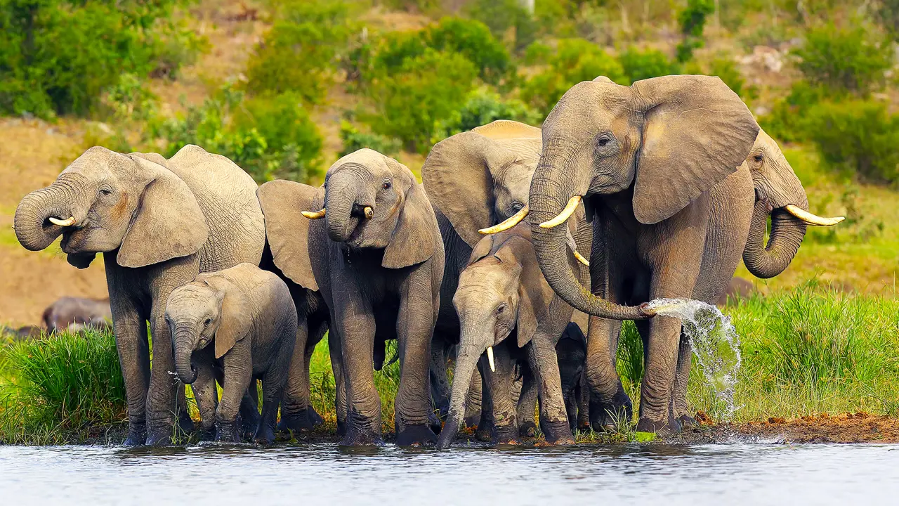 Elephants, Hwange, Zimbabwe