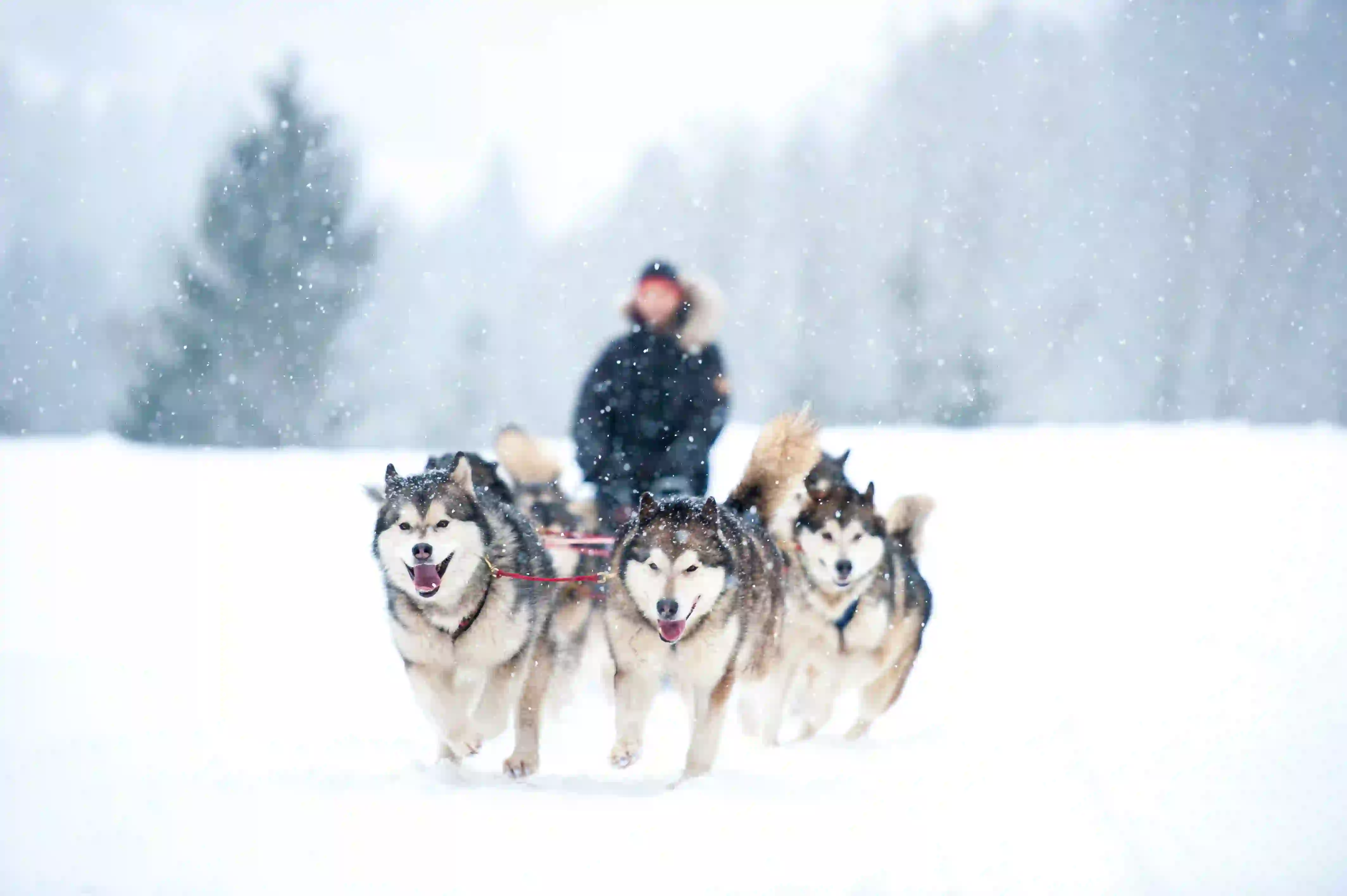 Group of huskies pulling someone along on a sleigh in the snow