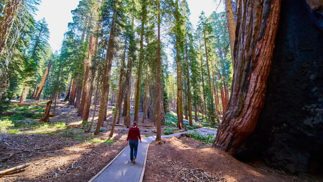 Sequoia National Park, Sierra Nevada Mountains, California, USA