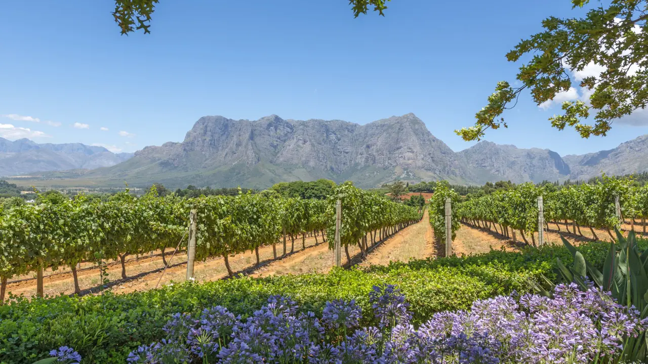  Cape Winelands South Africa