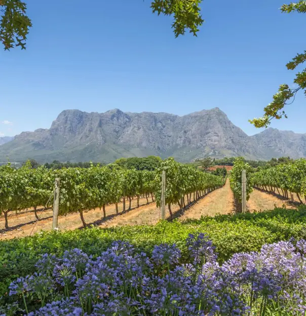 Scenic view of the Cape Winelands in South Africa with rolling vineyards, distant mountains, and a clear blue sky