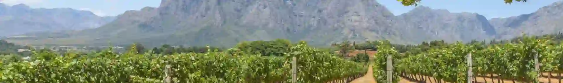 Scenic view of the Cape Winelands in South Africa with rolling vineyards, distant mountains, and a clear blue sky
