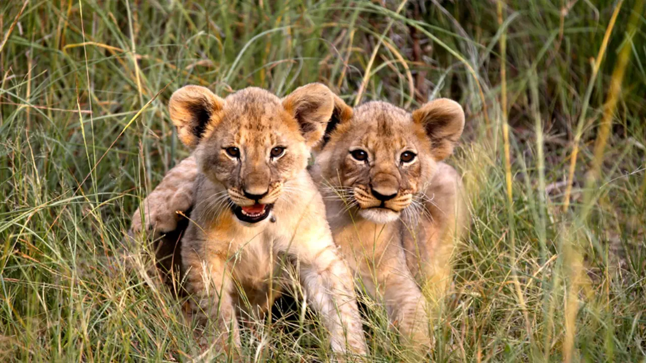 Mabula Game Lodge Lion Cubs